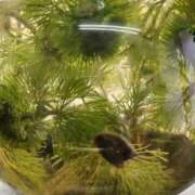 ジェシカ 無題 Club 妻