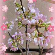 ヒメ日記 2026/03/31 22:21 投稿 ジェシカ Club 妻