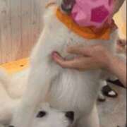 ヒメ日記 2025/07/05 13:24 投稿 かれん 梅田ゴールデン倶楽部