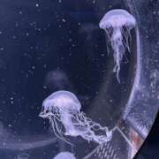 ヒメ日記 2025/08/12 15:14 投稿 かれん 梅田ゴールデン倶楽部