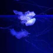 ヒメ日記 2025/08/19 11:54 投稿 かれん 梅田ゴールデン倶楽部