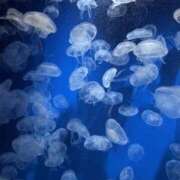 かれん 3/12 梅田ゴールデン倶楽部