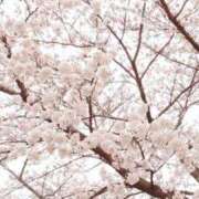 ヒメ日記 2025/04/03 14:17 投稿 しおん 所沢デリヘル桜