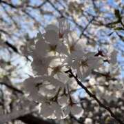 ヒメ日記 2025/04/08 10:31 投稿 ねねか【FG系列】 アロマdeフィーリングin横浜（FG系列）