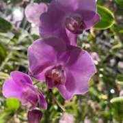 ヒメ日記 2025/08/28 10:16 投稿 ねねか【FG系列】 アロマdeフィーリングin横浜（FG系列）