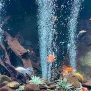 ヒメ日記 2025/01/01 10:12 投稿 しのぶ クラブルージュ