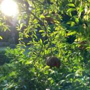 ヒメ日記 2025/10/14 09:27 投稿 宮園 りこ Men's relaxation VEGA