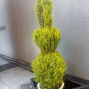 ヒメ日記 2026/01/04 09:44 投稿 三苫よつば 手コキ研修塾