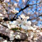 ヒメ日記 2026/04/01 17:44 投稿 三苫よつば 手コキ研修塾