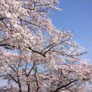 ヒメ日記 2025/04/11 07:31 投稿 ゆい 愛知弥富ちゃんこ