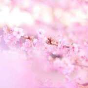 ヒメ日記 2026/04/15 14:41 投稿 ゆい 愛知弥富ちゃんこ