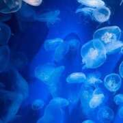 ヒメ日記 2025/08/16 17:02 投稿 れいな 神戸回春性感マッサージ倶楽部