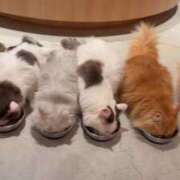 ヒメ日記 2026/04/08 12:22 投稿 れいな 神戸回春性感マッサージ倶楽部