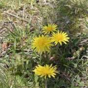 ヒメ日記 2026/03/11 10:45 投稿 桜井 熟女待機所 厚木店