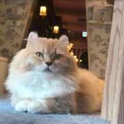 ヒメ日記 2025/10/24 16:25 投稿 木場ゆあな 全裸の極みorドッキング痴漢電車