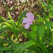 えれな 【御礼日記】12:00~ One More 奥様　錦糸町店