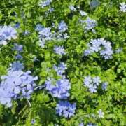 えれな 【御礼日記】14:00~ One More 奥様　錦糸町店