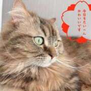 ヒメ日記 2025/01/25 09:36 投稿 ひなみ クラブ貴公子