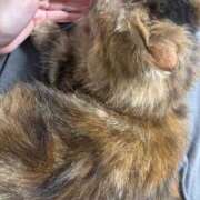 ヒメ日記 2025/04/24 08:45 投稿 ひなみ クラブ貴公子