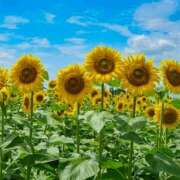 きほ お休みします。 上野デリヘル倶楽部