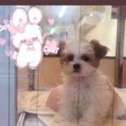 ヒメ日記 2025/04/29 01:40 投稿 愛原 みれい 京都出張メンズエステChou Chou（シュシュ)