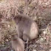 ヒメ日記 2025/11/06 18:10 投稿 愛原 みれい 京都出張メンズエステChou Chou（シュシュ)