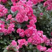 ヒメ日記 2025/05/27 19:12 投稿 いく LEXE ～レグゼ～