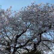 ヒメ日記 2025/04/09 15:21 投稿 あいり☆才色兼備の姫 ママらんど 宮崎店