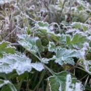 ヒメ日記 2025/12/13 10:40 投稿 こゆき 北九州人妻倶楽部（三十路、四十路、五十路）