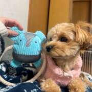 ヒメ日記 2024/12/26 17:00 投稿 たむ Vivienne池袋西口店