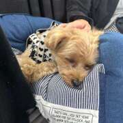 ヒメ日記 2025/06/06 16:01 投稿 たむ Vivienne池袋西口店