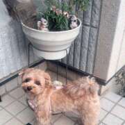 ヒメ日記 2025/07/10 16:30 投稿 たむ Vivienne池袋西口店