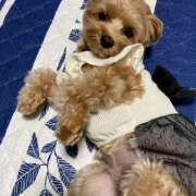 ヒメ日記 2025/10/21 16:00 投稿 たむ Vivienne池袋西口店