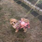 ヒメ日記 2026/01/03 16:10 投稿 たむ Vivienne池袋西口店