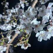 ヒメ日記 2026/03/31 23:53 投稿 えま ぽっちゃりプリンセス