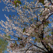 ヒメ日記 2025/04/09 10:54 投稿 くみ 性腺熟女100％（デリヘル市場）