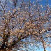 ヒメ日記 2025/04/13 00:40 投稿 まさき 成田人妻花壇