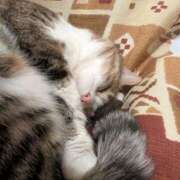 ヒメ日記 2025/01/21 20:52 投稿 たまき 脱がされたい人妻 宇都宮店