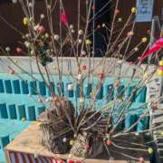 ヒメ日記 2025/03/18 05:52 投稿 たまき 脱がされたい人妻 宇都宮店