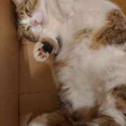 ヒメ日記 2025/04/23 05:54 投稿 たまき 脱がされたい人妻 宇都宮店