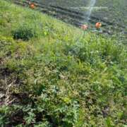 ヒメ日記 2025/04/29 07:22 投稿 たまき 脱がされたい人妻 宇都宮店