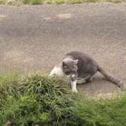 ヒメ日記 2025/05/13 07:00 投稿 たまき 脱がされたい人妻 宇都宮店