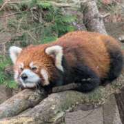 ヒメ日記 2025/08/11 12:07 投稿 たまき 脱がされたい人妻 宇都宮店