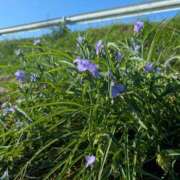 ヒメ日記 2025/09/06 08:02 投稿 たまき 脱がされたい人妻 宇都宮店