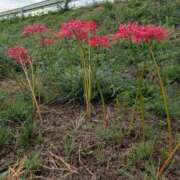 ヒメ日記 2025/10/04 22:35 投稿 たまき 脱がされたい人妻 宇都宮店