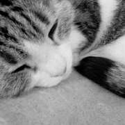 ヒメ日記 2026/01/21 05:55 投稿 たまき 脱がされたい人妻 宇都宮店