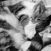 ヒメ日記 2026/03/22 08:26 投稿 たまき 脱がされたい人妻 宇都宮店