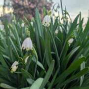 たまき 今朝は 脱がされたい人妻 宇都宮店