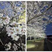 たまき お花見🌸 脱がされたい人妻 宇都宮店