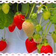 ヒメ日記 2026/03/17 00:30 投稿 えり 11チャンネル